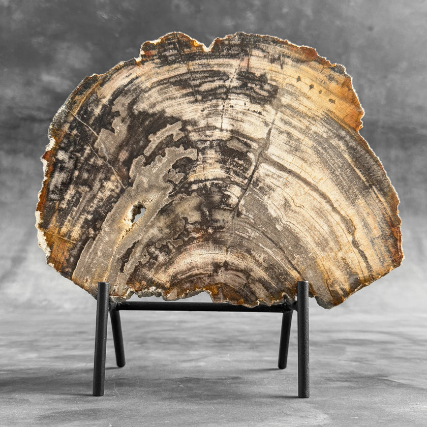 Stunning Petrified Wood Slice on Stand | PetW,A/007