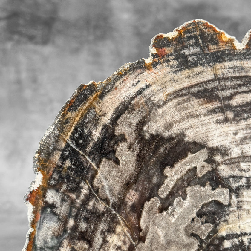 Stunning Petrified Wood Slice on Stand | PetW,A/007