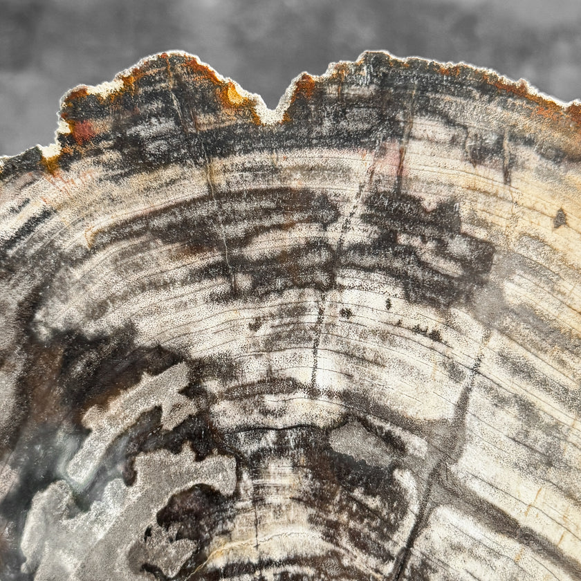 Stunning Petrified Wood Slice on Stand | PetW,A/007