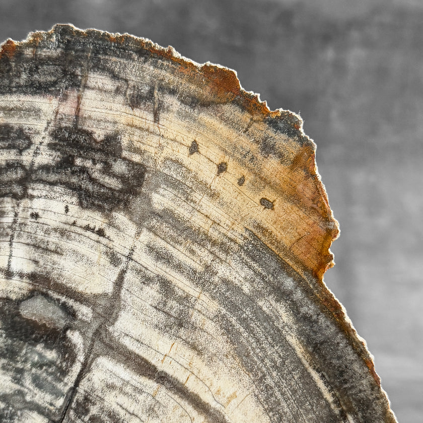 Stunning Petrified Wood Slice on Stand | PetW,A/007