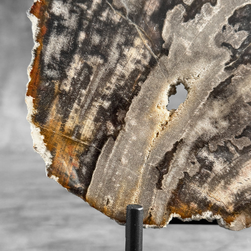 Stunning Petrified Wood Slice on Stand | PetW,A/007