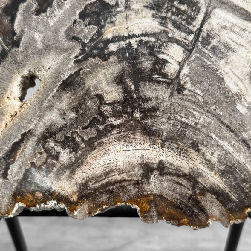 Stunning Petrified Wood Slice on Stand | PetW,A/007