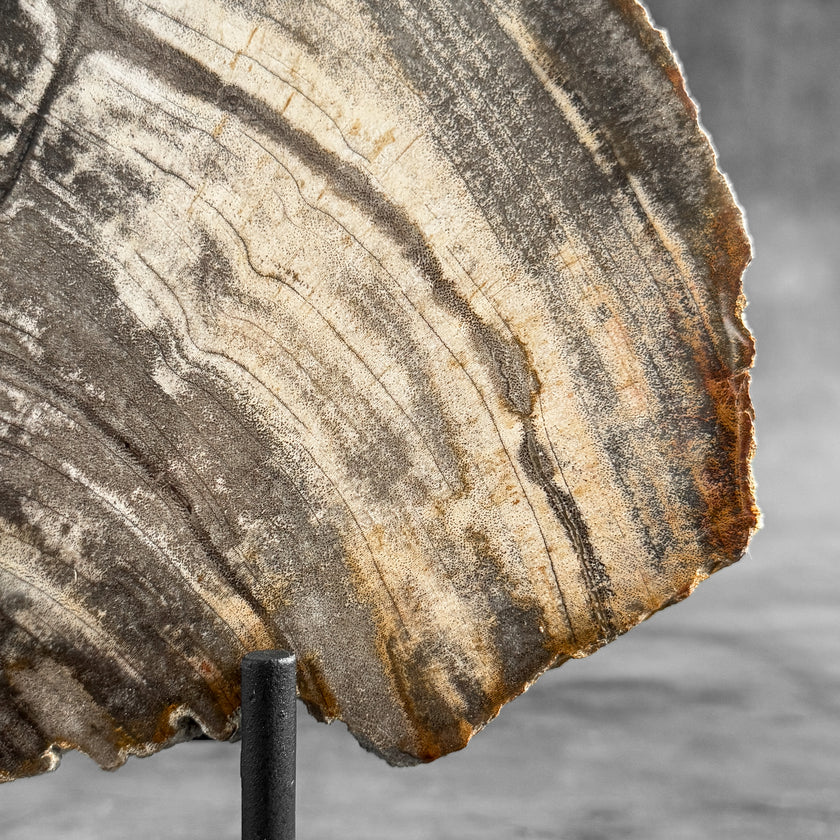 Stunning Petrified Wood Slice on Stand | PetW,A/007