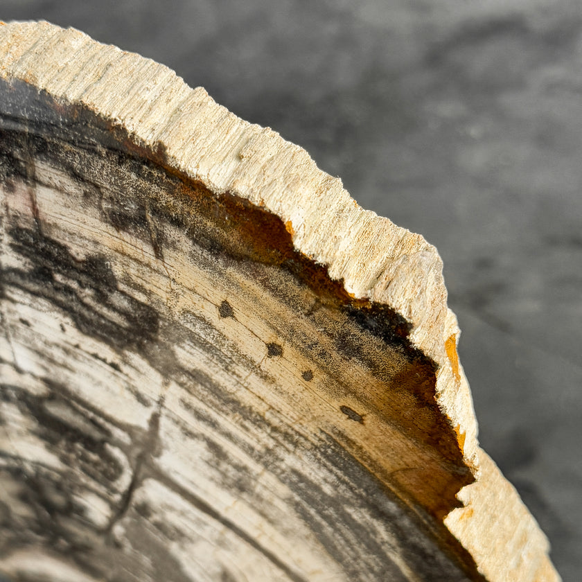 Stunning Petrified Wood Slice on Stand | PetW,A/007