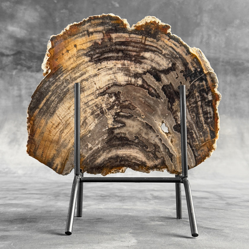 Stunning Petrified Wood Slice on Stand | PetW,A/007