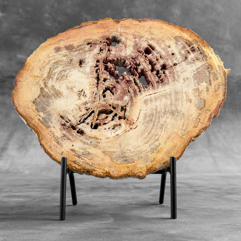 Stunning Petrified Wood Slice on Stand | PetW,A/009