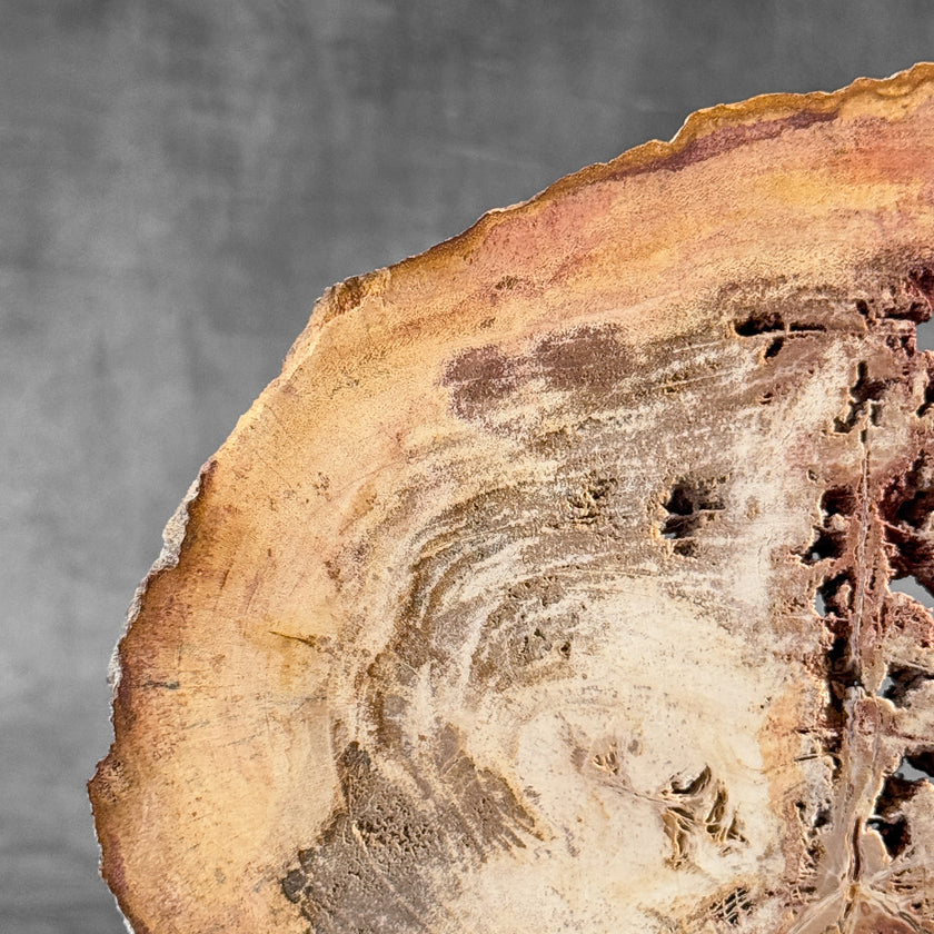Stunning Petrified Wood Slice on Stand | PetW,A/009
