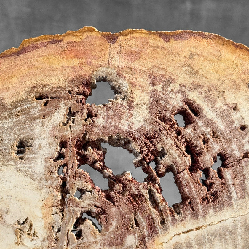 Stunning Petrified Wood Slice on Stand | PetW,A/009