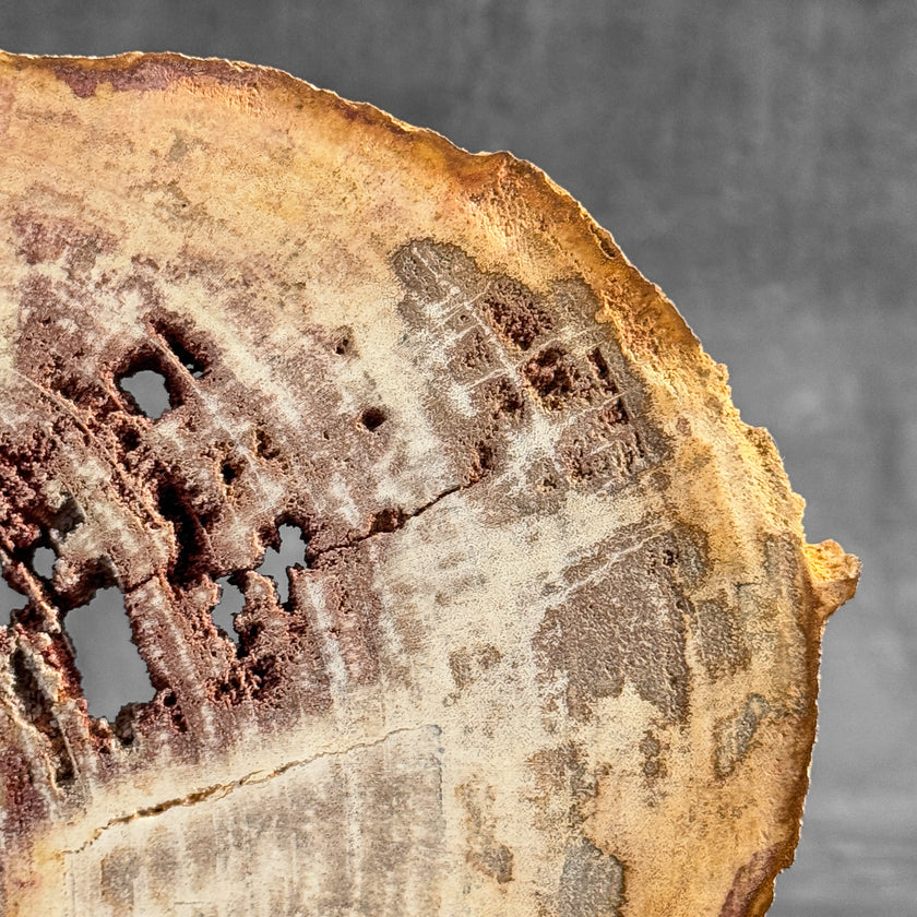 Stunning Petrified Wood Slice on Stand | PetW,A/009