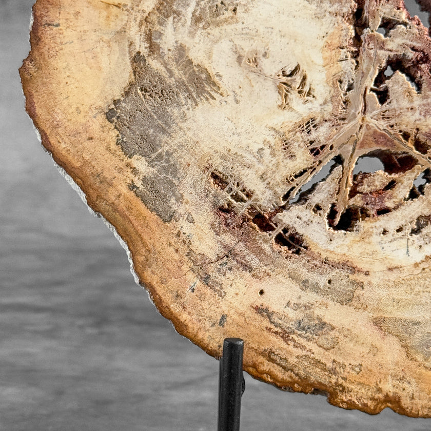 Stunning Petrified Wood Slice on Stand | PetW,A/009