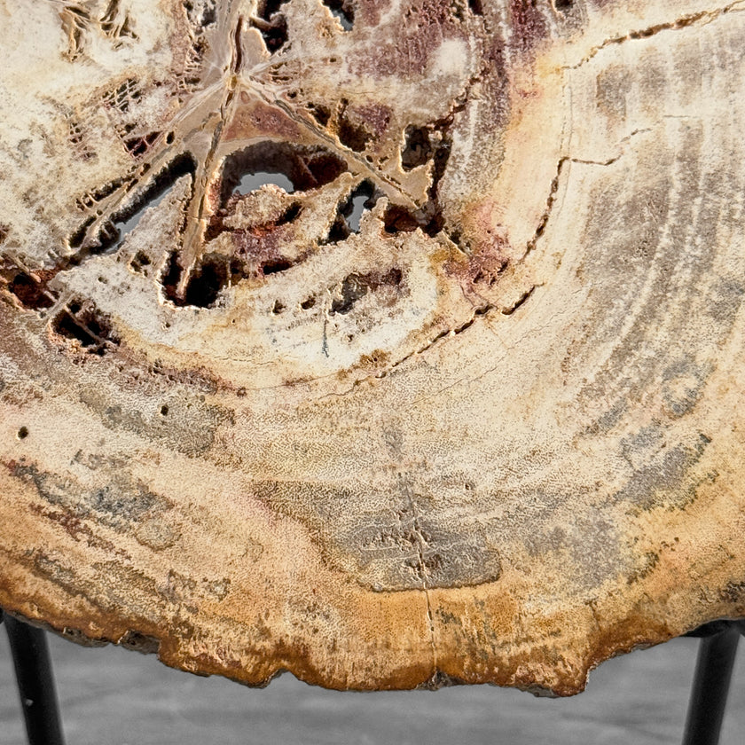 Stunning Petrified Wood Slice on Stand | PetW,A/009