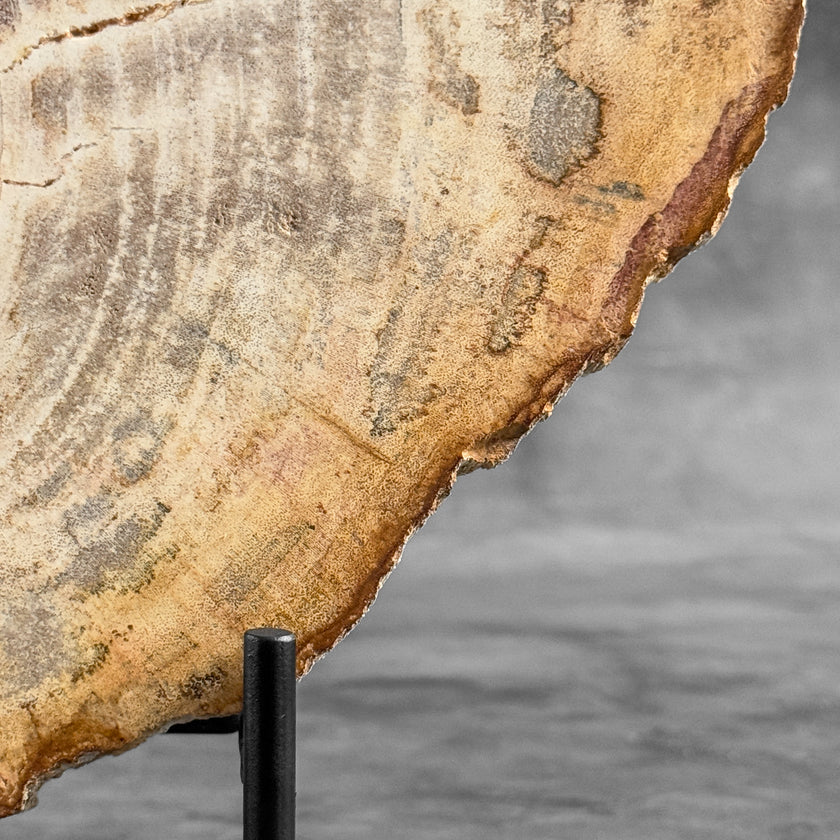 Stunning Petrified Wood Slice on Stand | PetW,A/009