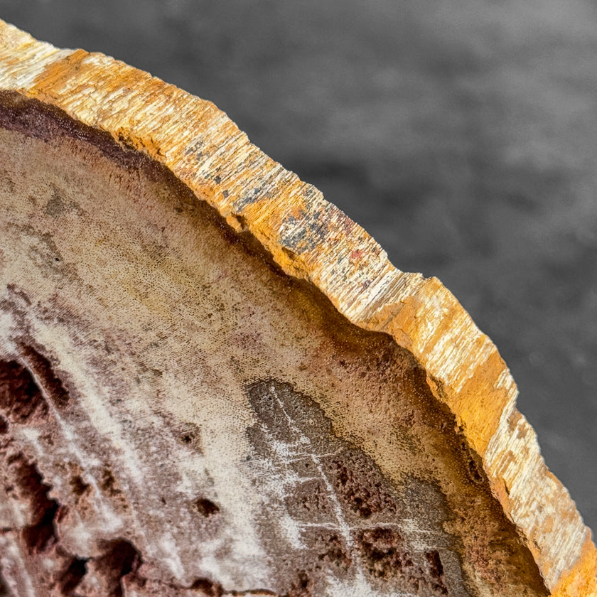 Stunning Petrified Wood Slice on Stand | PetW,A/009