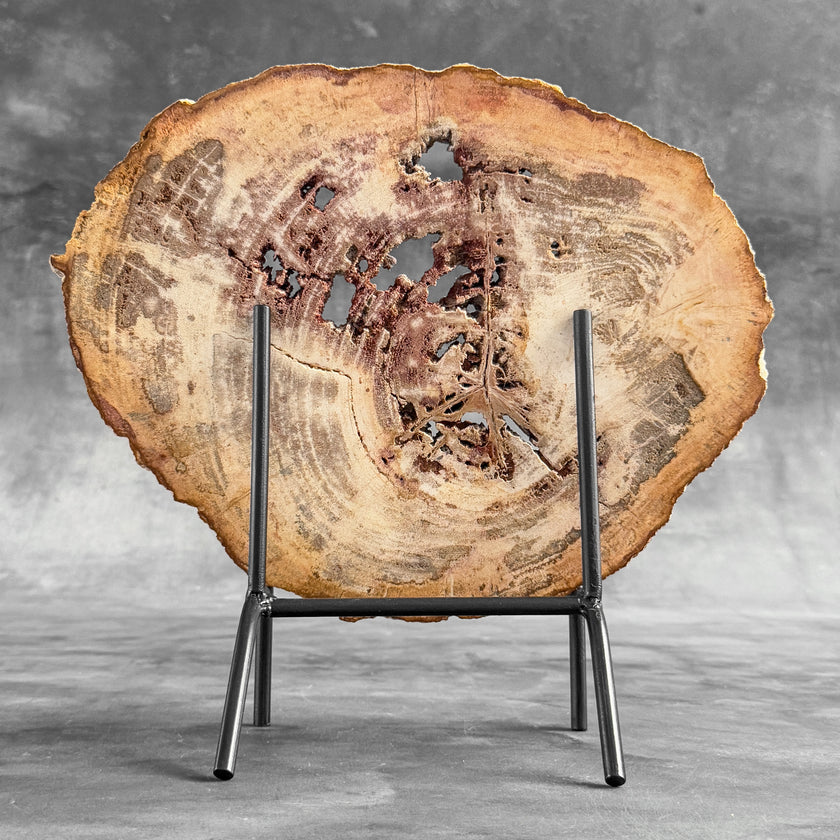 Stunning Petrified Wood Slice on Stand | PetW,A/009