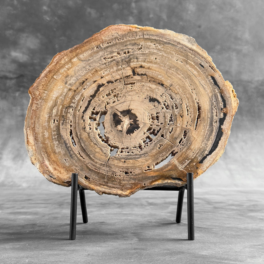 Stunning Petrified Wood Slice on Stand | PetW,A/005