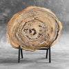 Petrified Wood Display on Stand – Rare Fossilized Slice with Raw Edges | Earthy Interior Accent | Natural Statement Object -  PetW,A/005
