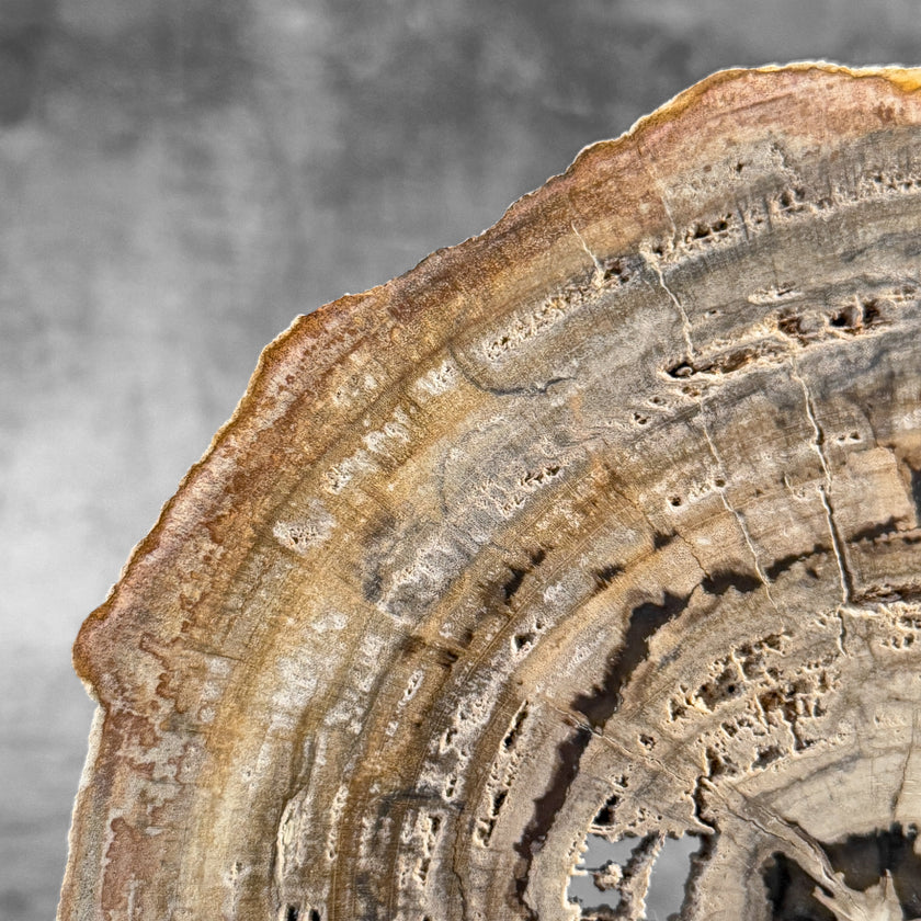 Stunning Petrified Wood Slice on Stand | PetW,A/005