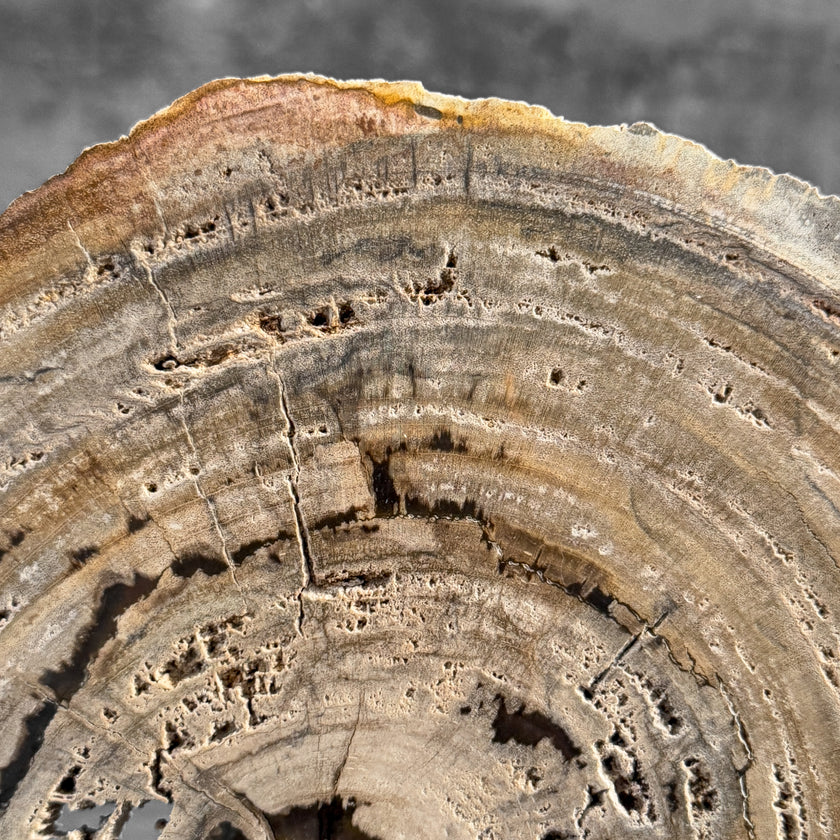 Stunning Petrified Wood Slice on Stand | PetW,A/005