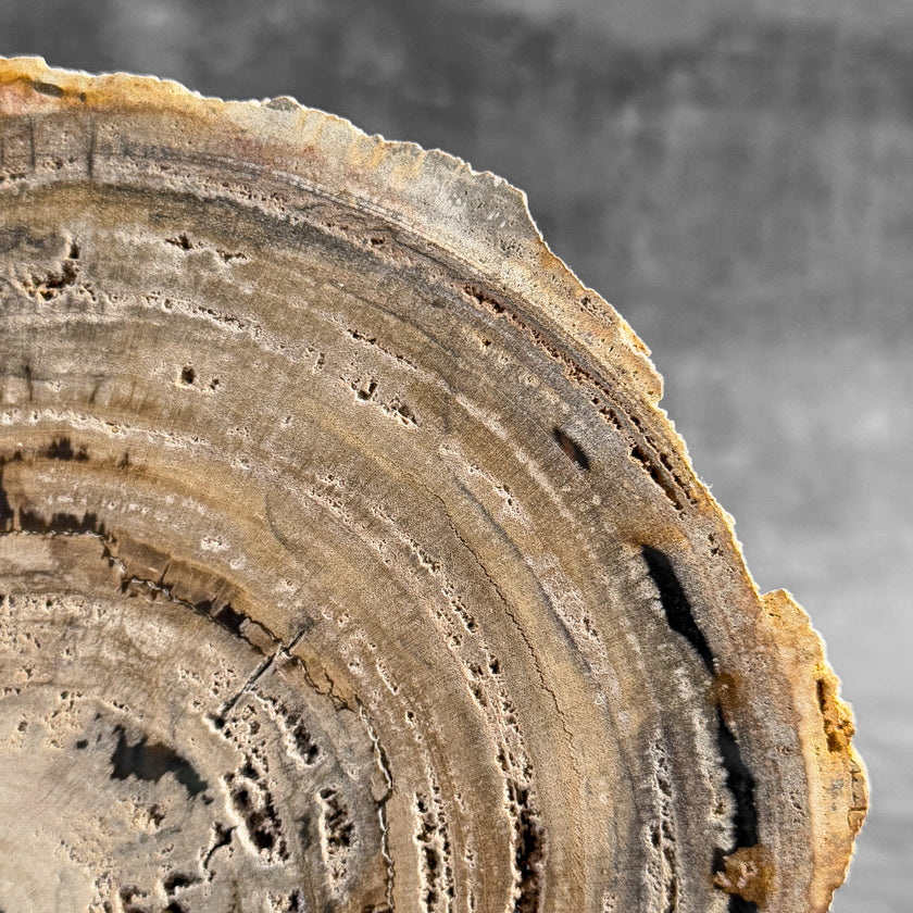 Stunning Petrified Wood Slice on Stand | PetW,A/005