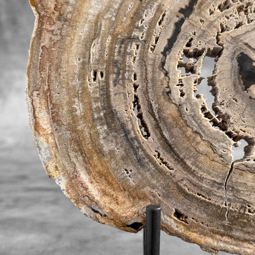 Stunning Petrified Wood Slice on Stand | PetW,A/005