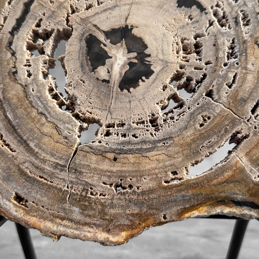 Stunning Petrified Wood Slice on Stand | PetW,A/005