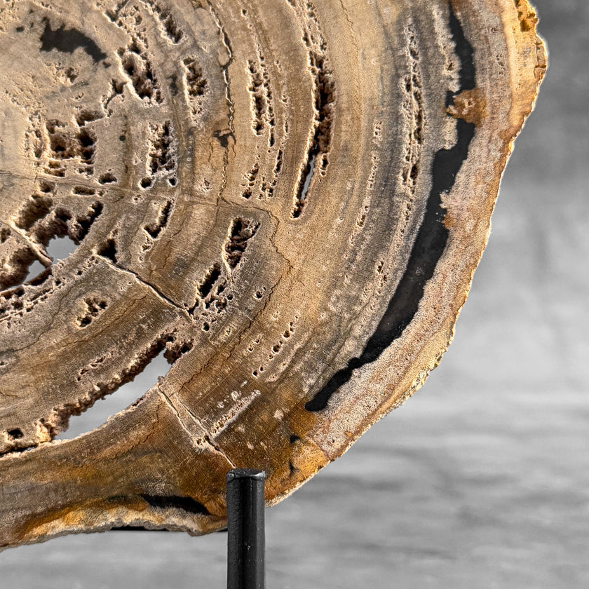 Stunning Petrified Wood Slice on Stand | PetW,A/005