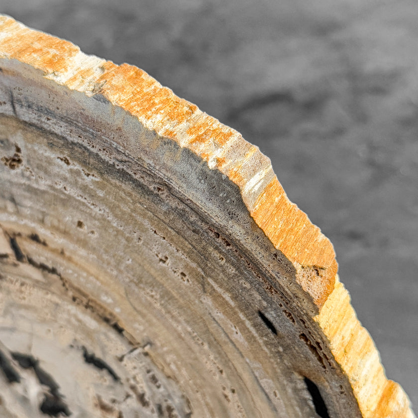 Stunning Petrified Wood Slice on Stand | PetW,A/005