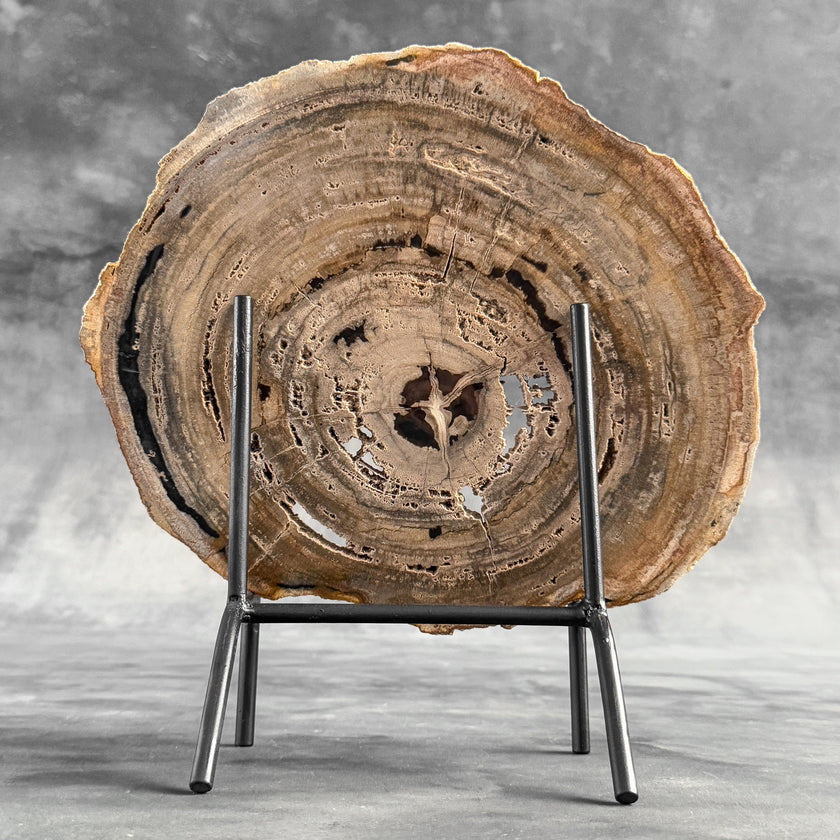 Stunning Petrified Wood Slice on Stand | PetW,A/005