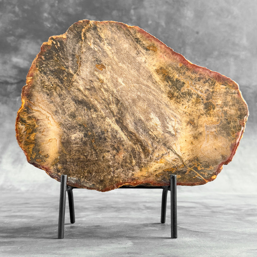 Stunning Petrified Wood Slice on Stand | PetW,A/003
