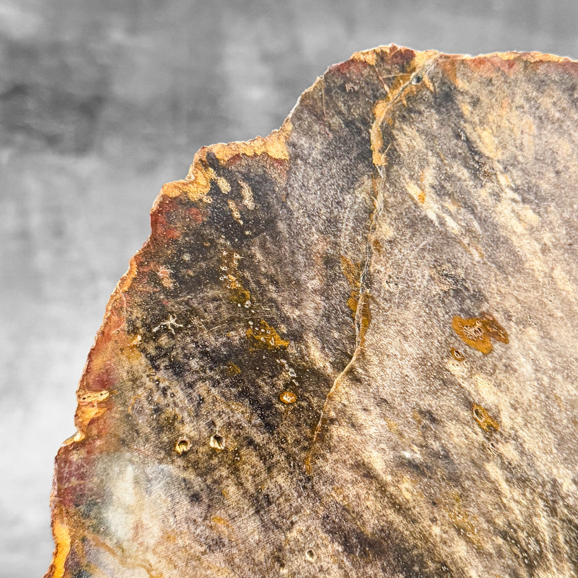 Stunning Petrified Wood Slice on Stand | PetW,A/003