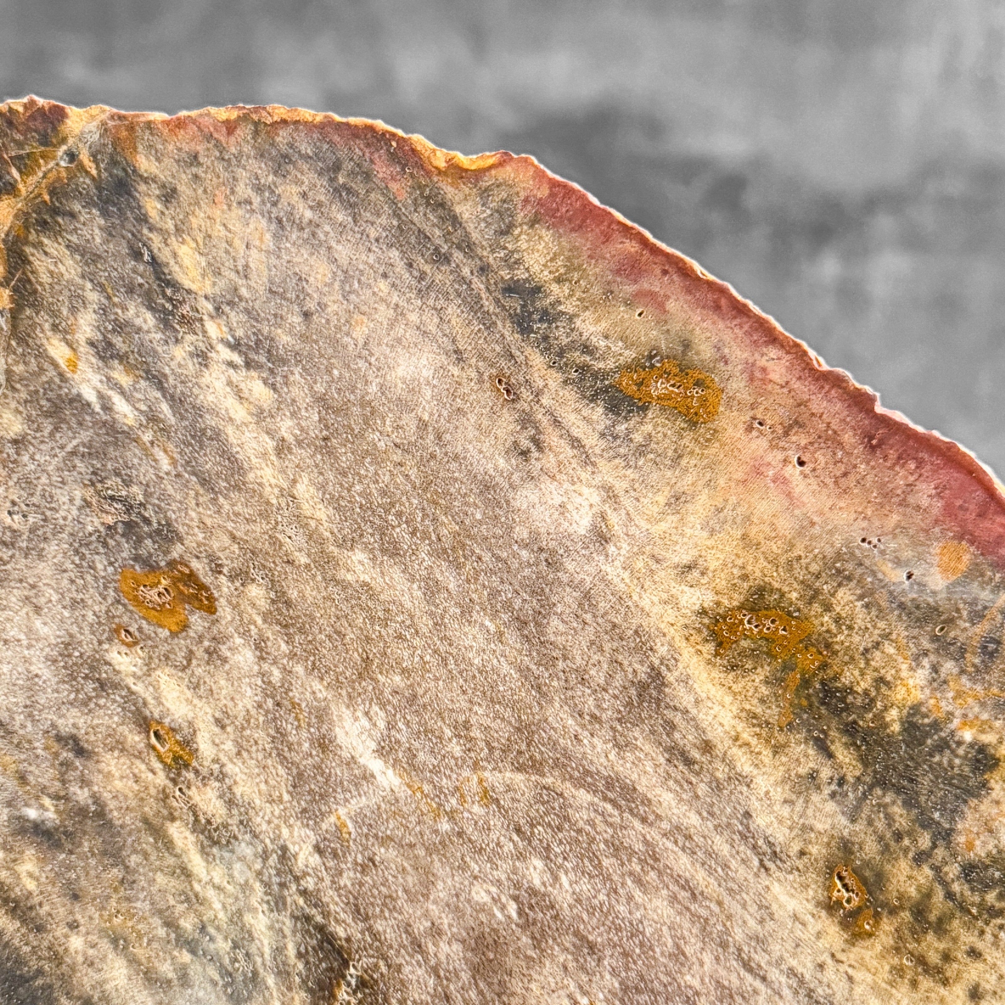 Petrified Wood Artifact on Stand – Raw Stone Slice for Interior Display | Nature-Inspired Home Accent | Ancient Mineral Form - PetW,A/003