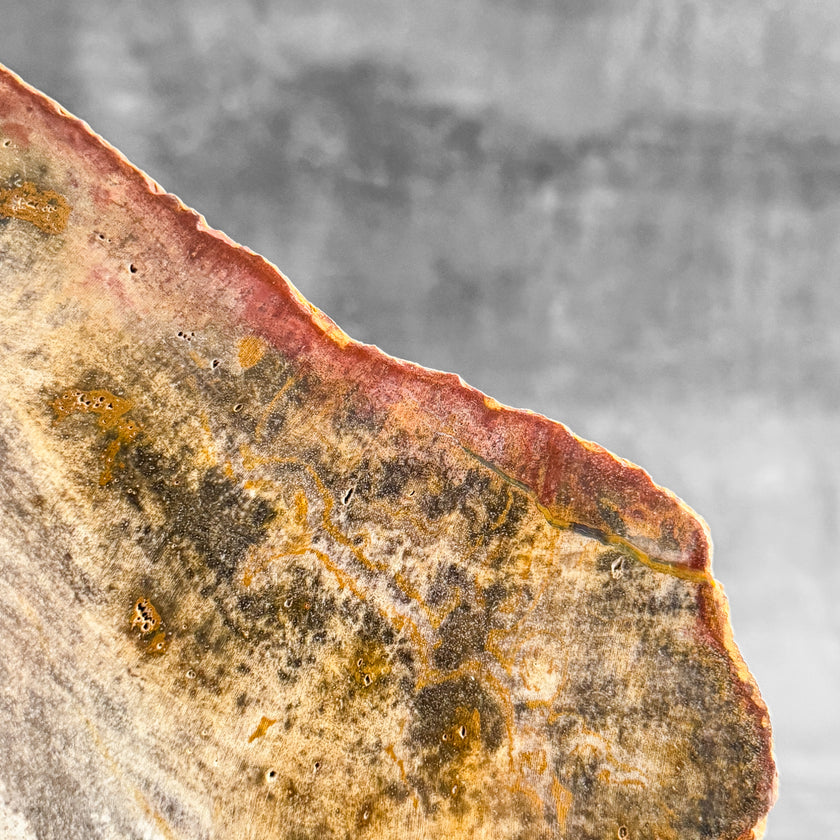 Stunning Petrified Wood Slice on Stand | PetW,A/003