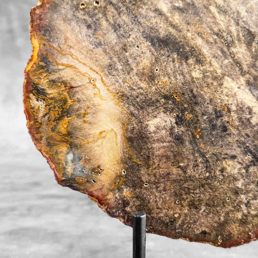 Stunning Petrified Wood Slice on Stand | PetW,A/003