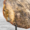 Petrified Wood Artifact on Stand – Raw Stone Slice for Interior Display | Nature-Inspired Home Accent | Ancient Mineral Form - PetW,A/003