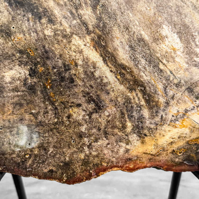 Stunning Petrified Wood Slice on Stand | PetW,A/003