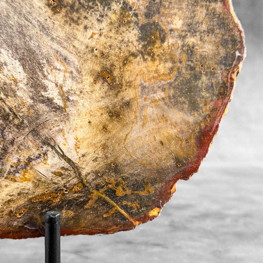 Stunning Petrified Wood Slice on Stand | PetW,A/003