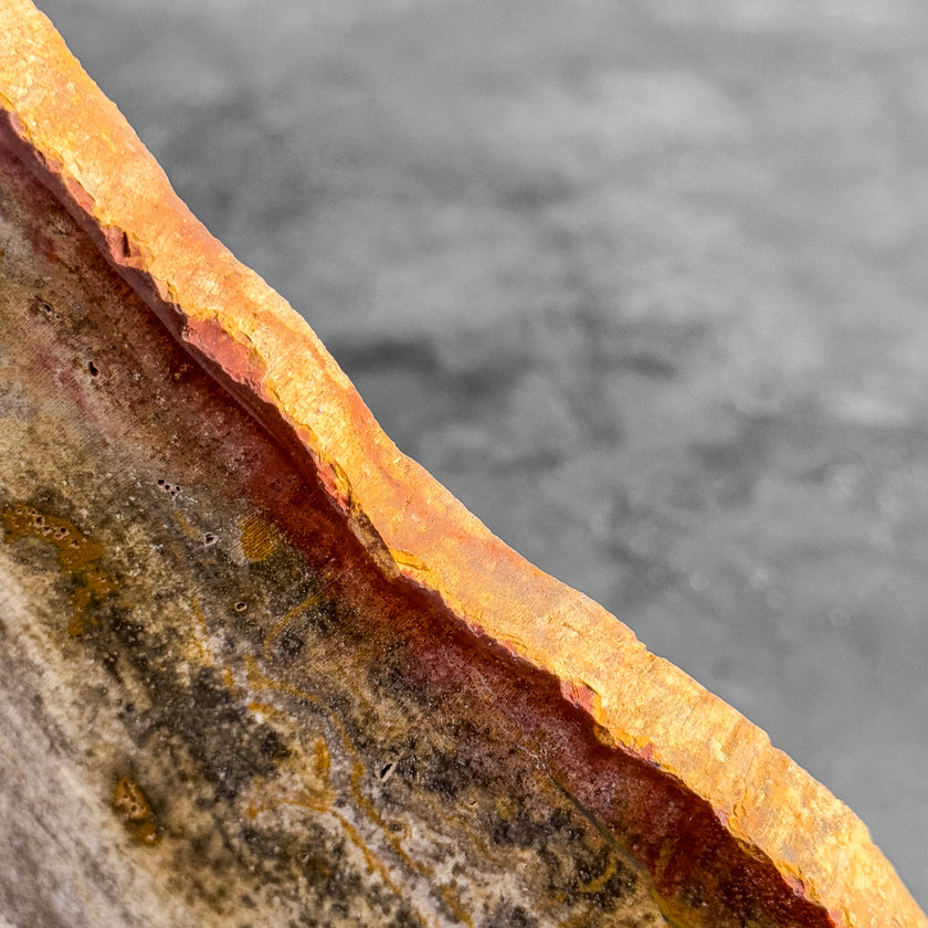 Stunning Petrified Wood Slice on Stand | PetW,A/003