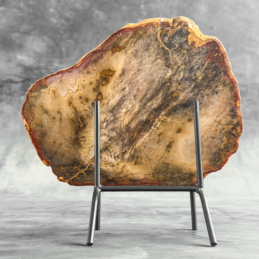 Stunning Petrified Wood Slice on Stand | PetW,A/003