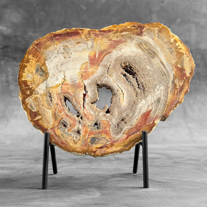Stunning Petrified Wood Slice on Stand | PetW,A/001