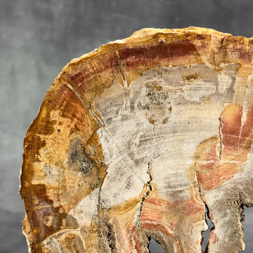 Stunning Petrified Wood Slice on Stand | PetW,A/001