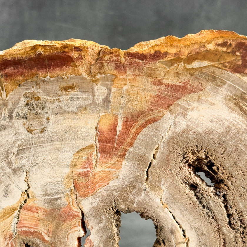 Stunning Petrified Wood Slice on Stand | PetW,A/001