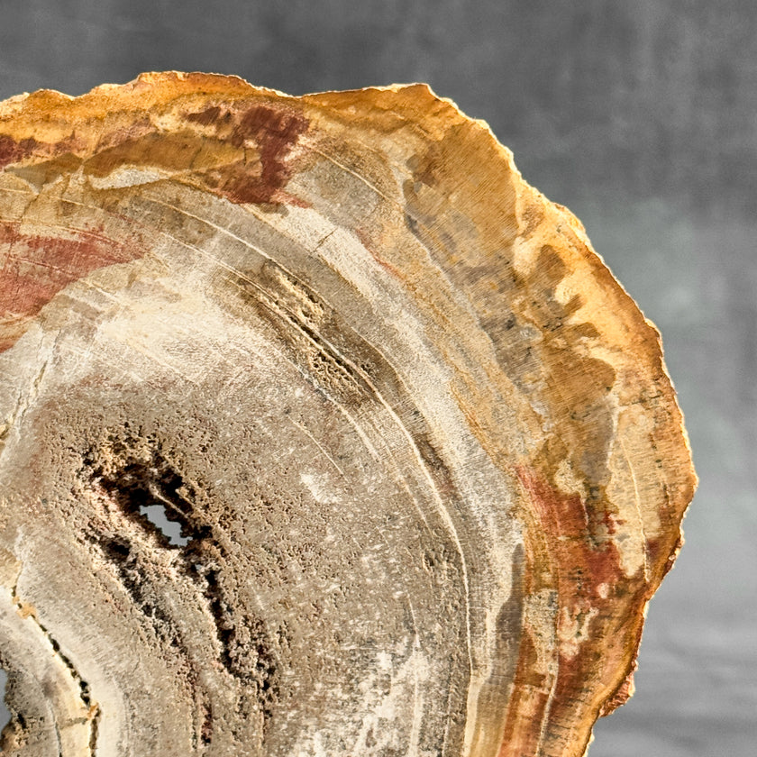 Stunning Petrified Wood Slice on Stand | PetW,A/001