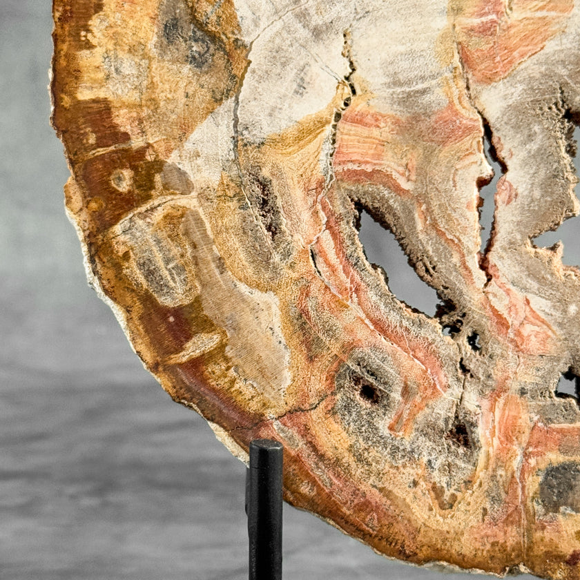 Stunning Petrified Wood Slice on Stand | PetW,A/001