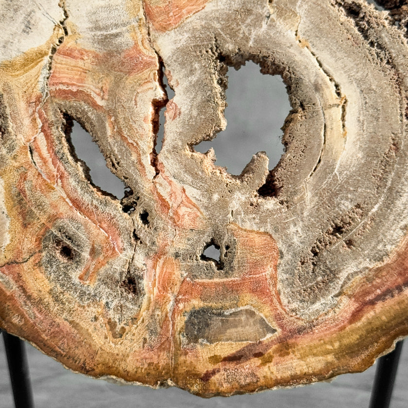 Stunning Petrified Wood Slice on Stand | PetW,A/001