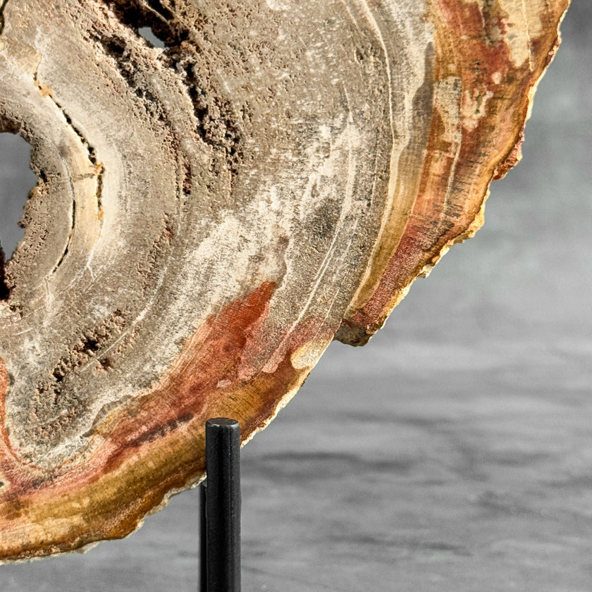 Stunning Petrified Wood Slice on Stand | PetW,A/001