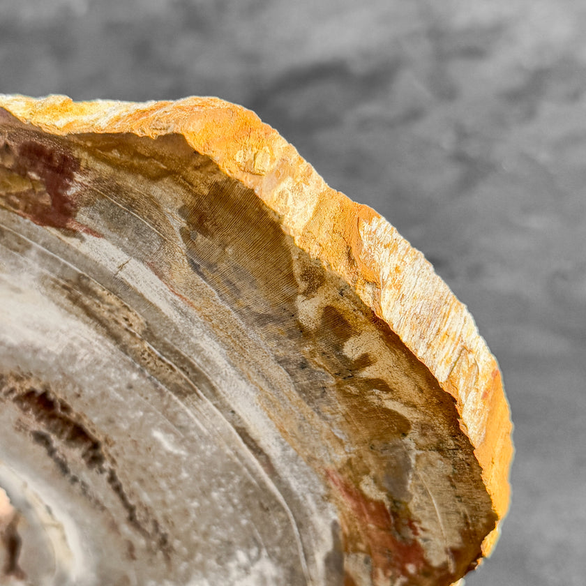 Stunning Petrified Wood Slice on Stand | PetW,A/001