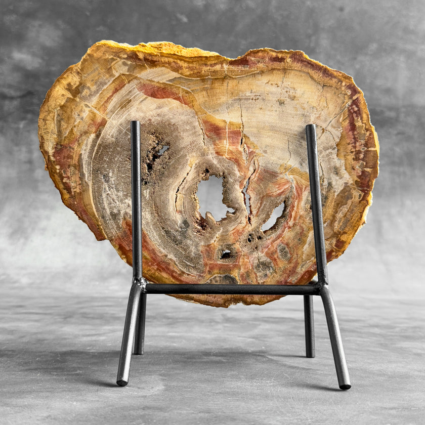 Stunning Petrified Wood Slice on Stand | PetW,A/001