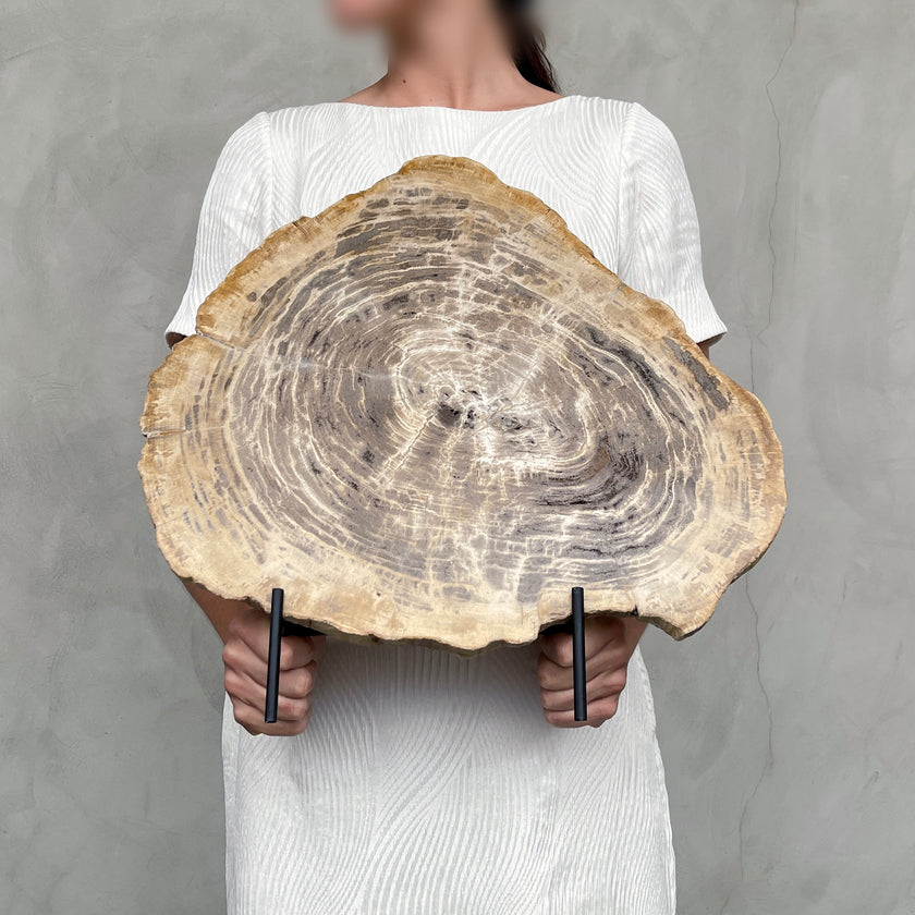 Beautiful Slice of Petrified Wood on stand - G1/149