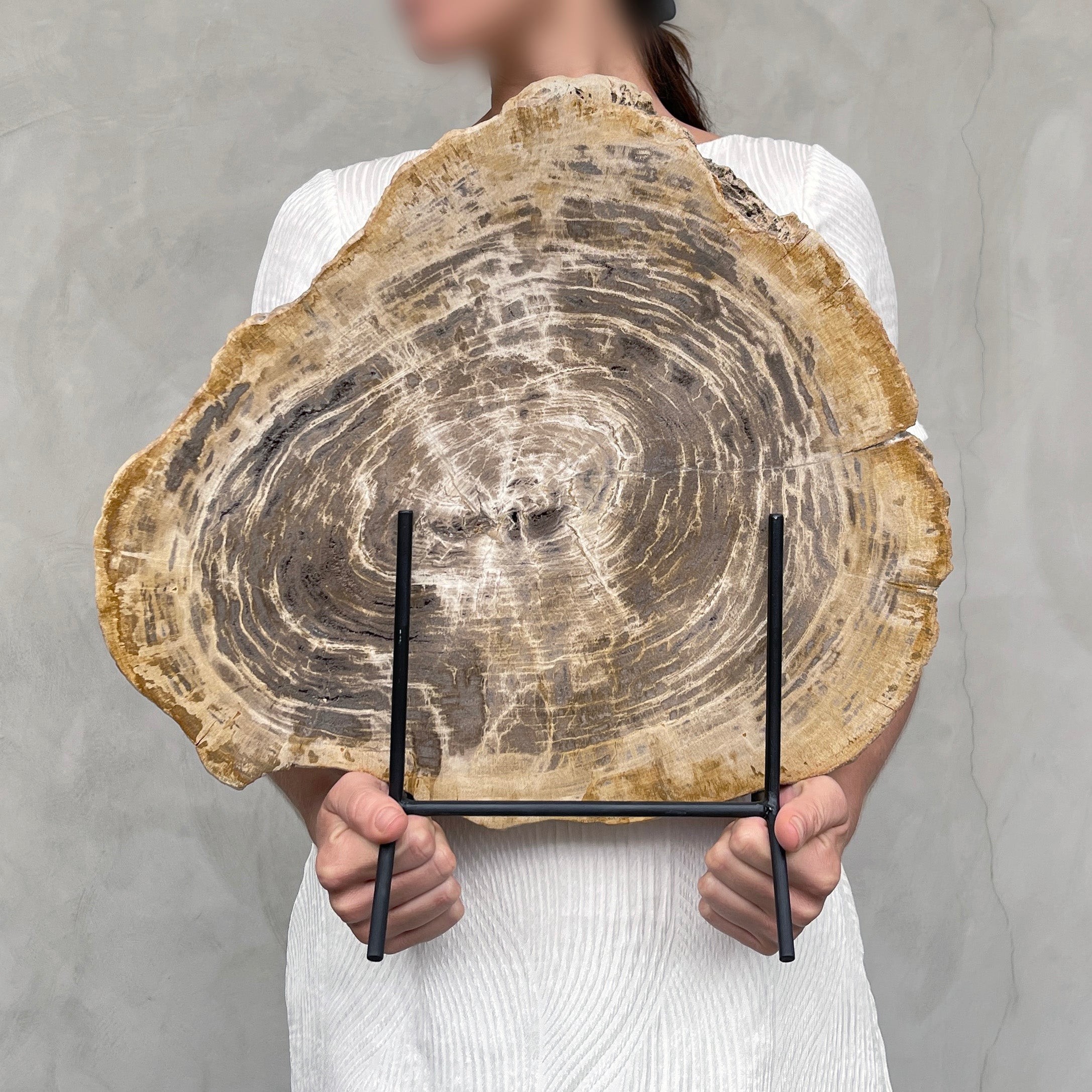 Beautiful Slice of Petrified Wood on stand - G1/149