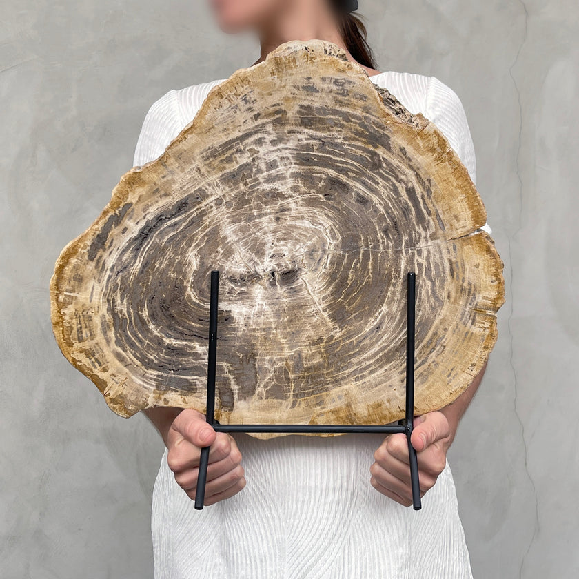 Beautiful Slice of Petrified Wood on stand - G1/149